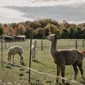 Some of the male alpacas greeting us as we passed on by.