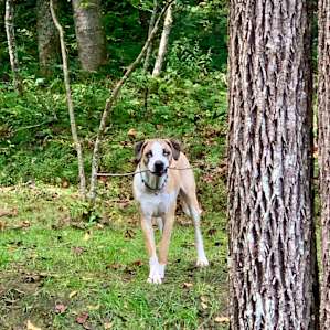 Buddy ran free around the camp and had fun. (Beware of the barbed wire along the roadway leading to the camp.)