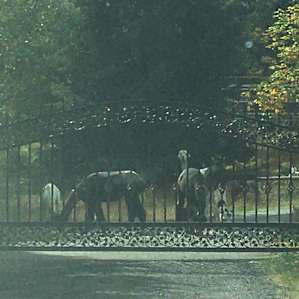 Camp with Alpacas