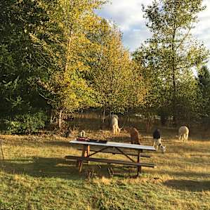 Camp with Alpacas