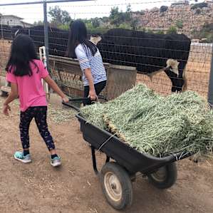 The sister and niece helping with feeding time! The wheelbarrel is super well balanced and my 10-yo niece had no problem moving it herself.
