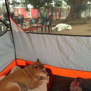 Dearest Thor, always close by, guarding, and ready for snugs.