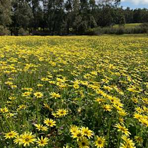 Redgum Hill