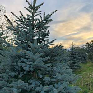 Pioneer Trails Tree Farm