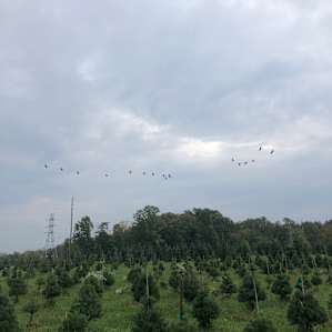 Pioneer Trails Tree Farm