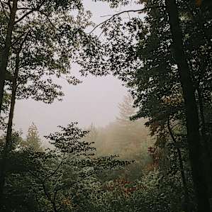 The Oaken End _/\_ Forest Site