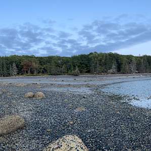 Quiet Acadia Woods Near Ocean