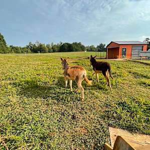 Tent/Popup Site on Papa's Farm