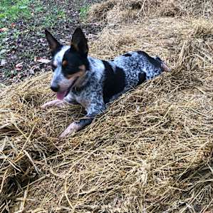Farm dog Ellie in B