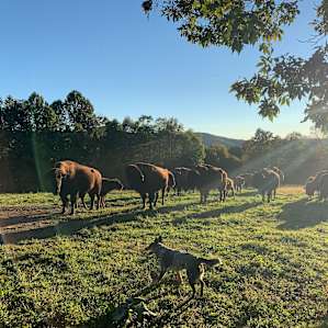 Tent Camping at Bison Farm