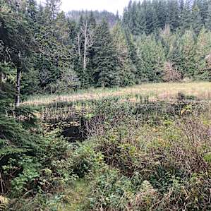 A view of a pond on one of the nearby loop trails we explored