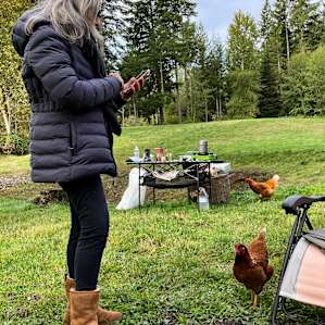 Delightful chickens