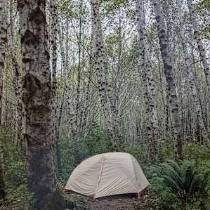 The perfect set up among the trees.