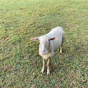 Brookhaven Mill Farm-Sleep w/Sheep!