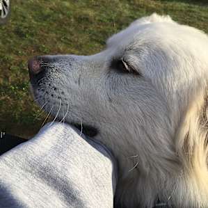 Snowflake!!! Sweet pup!