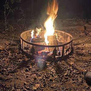 Pine forest or field camping