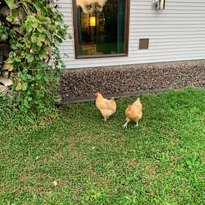 Free-range chickens!