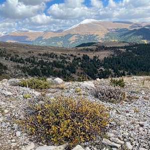 Bristlecone Camp Near Breckenridge