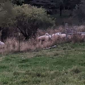 Sheep!