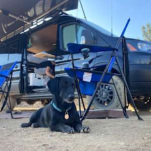 Dogs welcome