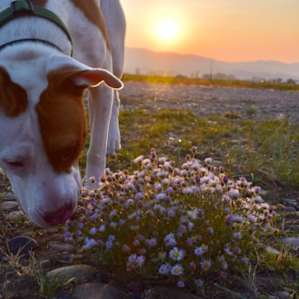 Marshall loved sniffing the wild flowers in the fields.