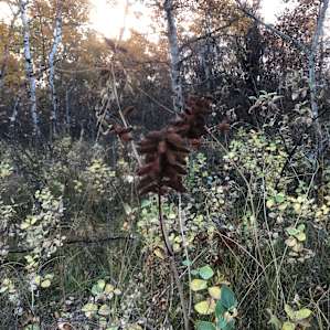 Wild Roots Retreat