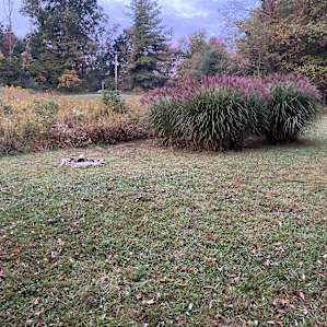 Lovely fire pit next to grasses