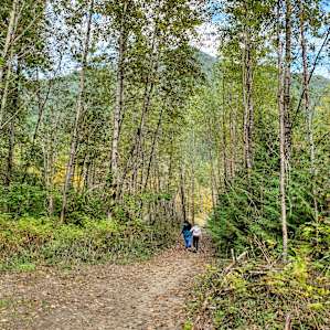 Autumn leaves falling on the trail