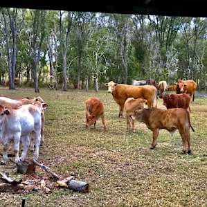 Carlton Farm Camping, Hervey Bay