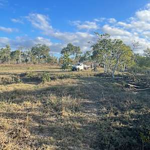 Site 2 Pandanus palms