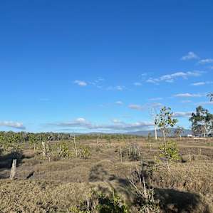 Site 2 Pandanus palms