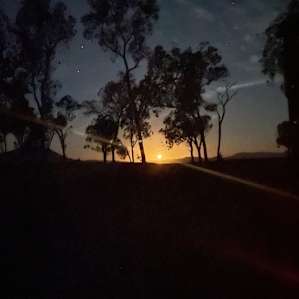 Site 2 Pandanus palms
