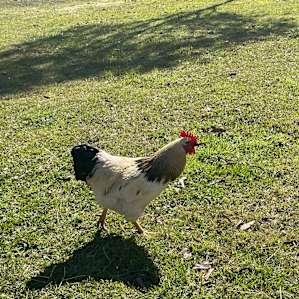 Buranga Farm