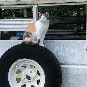 This calico cat would follow me around every day.