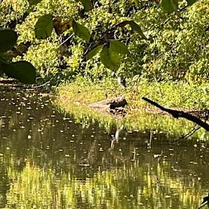 Watched a crane fish one morning.
