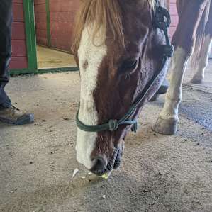 One of the horses I got to feed (add on experience)