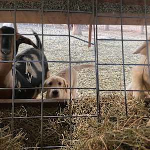 pups and goats