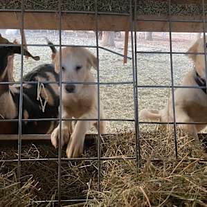 pups and goats