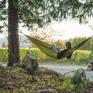 There are a few great trees for hanging up your hammock on the property!