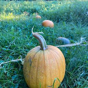 Pumpkins and gourds