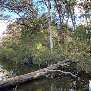 Lots to explore along the creek