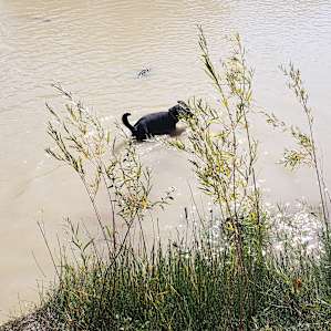 North Fork stick fetching.