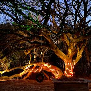 Where the Fairies Live