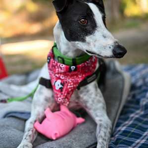 dog australia dog