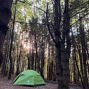 Wicklow Woods