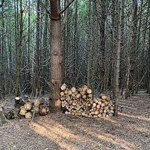 Wicklow Woods