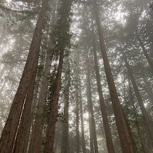 Forest Camping near Mt Madonna Park