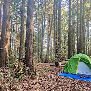 Forest Camping near Mt Madonna Park