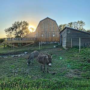 Donkeys