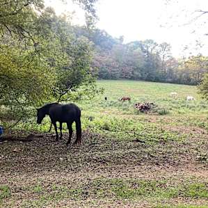 Tent Camping on 93 acre Horse Farm